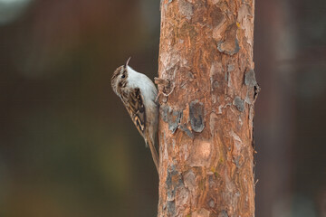 Fototapeta premium Eurasian treecreeper is climbing up a tree trunk in a forest and searches for insects in the bark