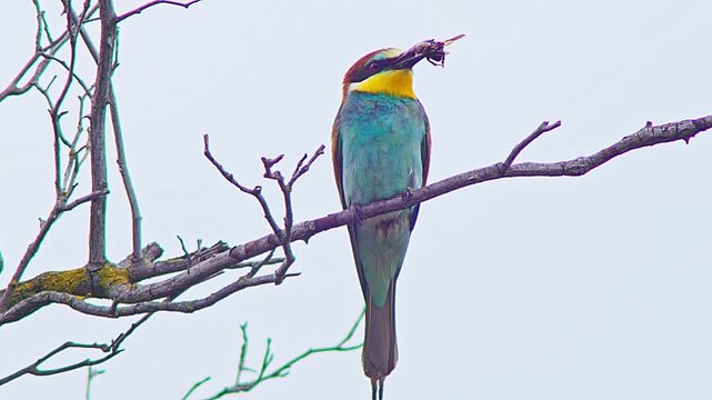 European Bee-eater Holding Insect on Tree Branch, Colorful Bird Preparing Food for Mate or Chicks Near Nest Colony, 4K