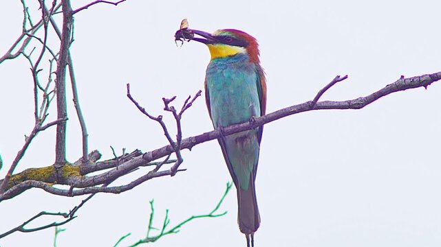 European Bee-eater Holding Insect on Tree Branch, Colorful Bird Preparing Food for Mate or Chicks Near Nest Colony, 4K