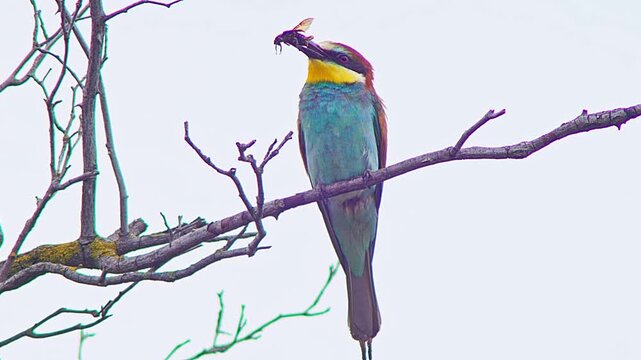 European Bee-eater Holding Insect on Tree Branch, Colorful Bird Preparing Food for Mate or Chicks Near Nest Colony, 4K