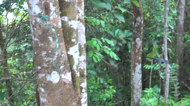 The flight of the great swifts (Apus melba) and fork-tailed swifts (Apus pacificus). slow motion. Vietnam rain forest. Slow motion