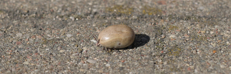 Kleszcze (Ixodida), napity i płaski. leżące na kostce brukowej © Joanna