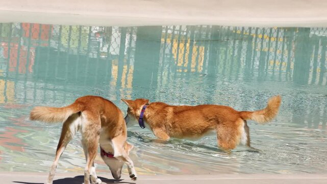 Two Australian Dingoes Playing and Wading in a Shallow Pool