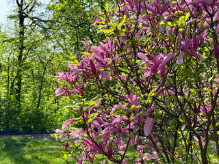 Obraz premium Blooming Magnolia tree in the spring park.
