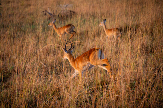Impalas jumping through tall grass in the savanna
