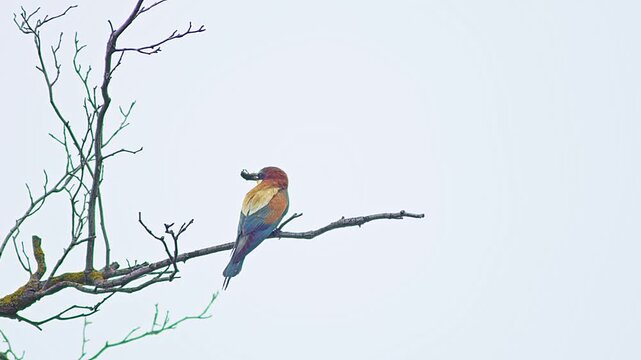 European Bee-eater Holding Insect on Tree Branch, Colorful Bird Preparing Food for Mate or Chicks Near Nest Colony, 4K