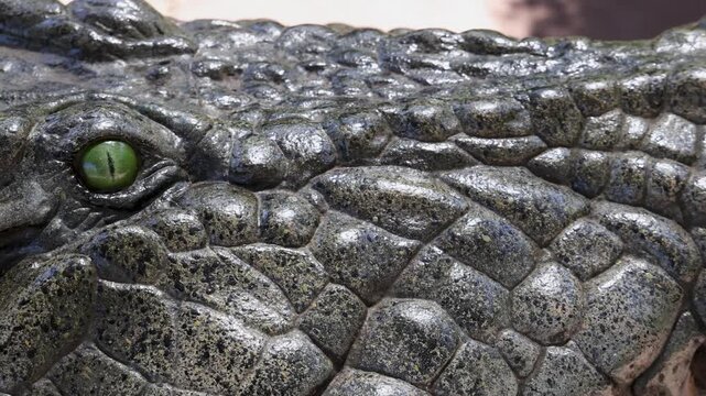 Extreme Close Up of Saltwater Crocodile Skin and Green Eye