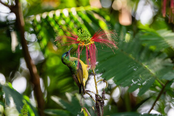 Vibrant sunbird feeding on exotic tropical flower © Janica
