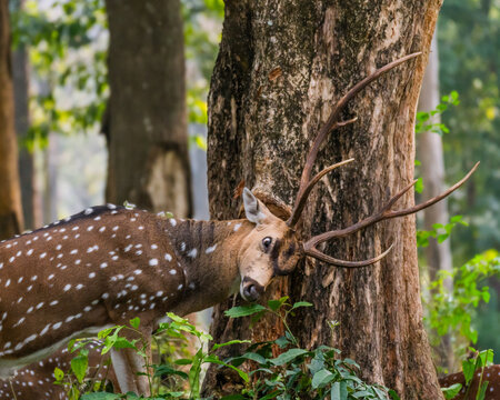 A wild male spotted deer (Chital) rubbing its face and antlers against a rough tree trunk in a lush green forest.