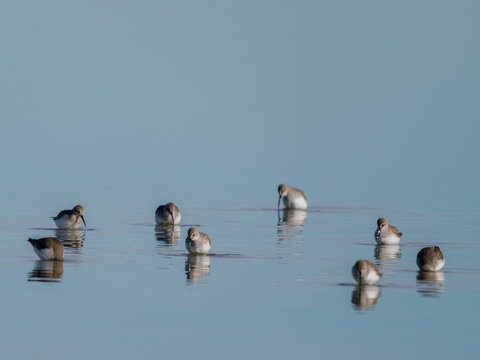 B&eacute;casseau minute (Calidris minuta) en alimentation dans une lagune peu profonde en Camargue, petit limicole migrateur observ&eacute; dans une zone humide c&ocirc;ti&egrave;re