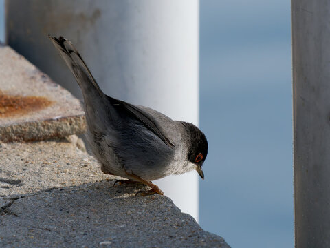 Fauvette m&eacute;lanoc&eacute;phale (Curruca melanocephala) m&acirc;le perch&eacute;e sur une structure m&eacute;tallique en zone c&ocirc;ti&egrave;re m&eacute;diterran&eacute;enne, petit passereau observ&eacute; en Camargue