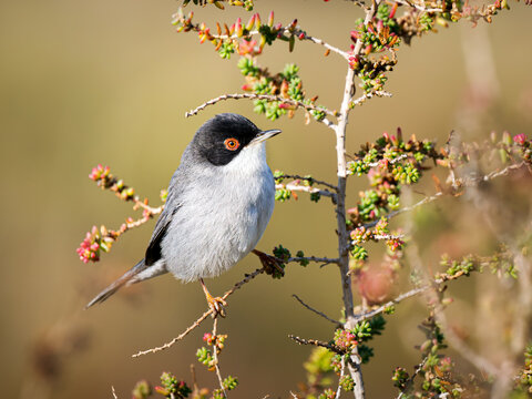 Fauvette m&eacute;lanoc&eacute;phale (Curruca melanocephala) m&acirc;le perch&eacute;e dans un arbuste m&eacute;diterran&eacute;en en Camargue, petit passereau du maquis c&ocirc;tier