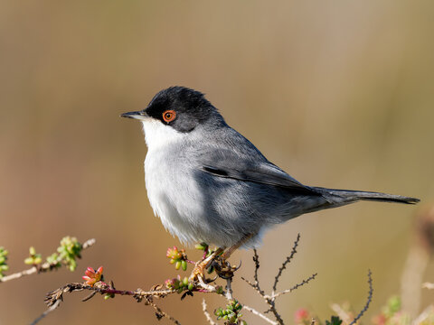 Fauvette m&eacute;lanoc&eacute;phale (Curruca melanocephala) m&acirc;le perch&eacute;e dans un arbuste m&eacute;diterran&eacute;en en Camargue, petit passereau du maquis c&ocirc;tier