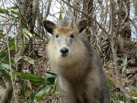 ニホンカモシカ