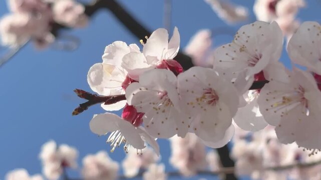 White plum blossoms swaying in wind spring scent refreshing