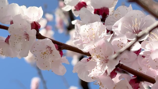 White plum blossoms swaying in wind spring scent refreshing