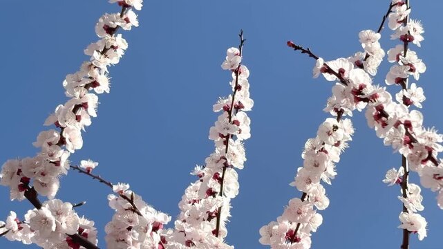 Bee pollinating plum blossom spring symbiosis vitality