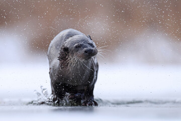 Wydra (Lutra lutra), otter © Bartosz Rakoczy