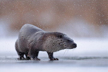 Wydra (Lutra lutra), otter © Bartosz Rakoczy
