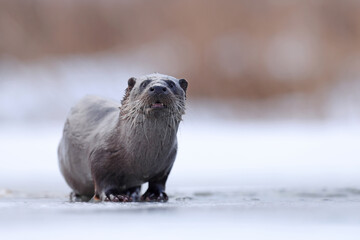 Wydra (Lutra lutra), otter © Bartosz Rakoczy