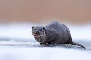 Wydra (Lutra lutra), otter © Bartosz Rakoczy