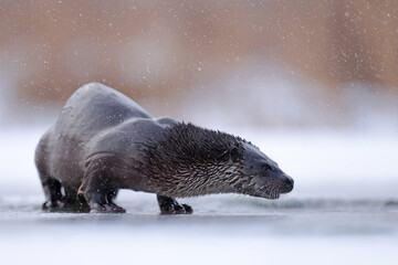 Wydra (Lutra lutra), otter © Bartosz Rakoczy