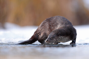Wydra (Lutra lutra), otter © Bartosz Rakoczy