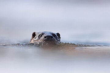 Wydra (Lutra lutra), otter © Bartosz Rakoczy