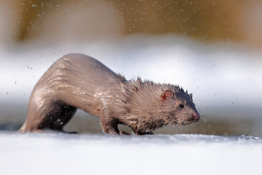 Wizon amerykański (Neogale vison), norka amerykańska