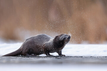 Wydra (Lutra lutra), otter © Bartosz Rakoczy