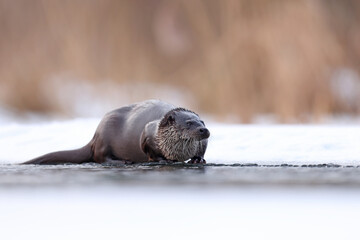 Wydra (Lutra lutra), otter © Bartosz Rakoczy