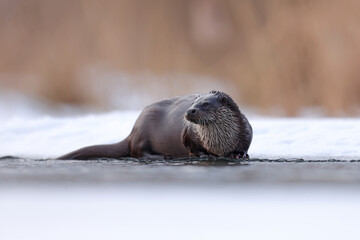 Wydra (Lutra lutra), otter © Bartosz Rakoczy