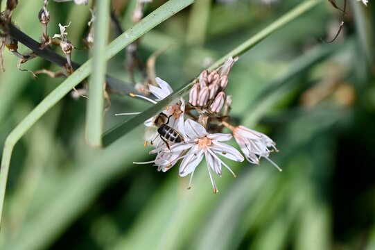 Macro photo of a solitary bee collecting pollen on a white asphodel flower with soft green bokeh background, highlighting delicate petals, natural light, and pollination in the wild.
