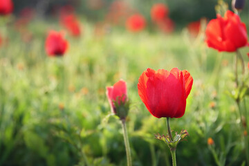Fototapeta premium Close up image of flowers blooming in meadow