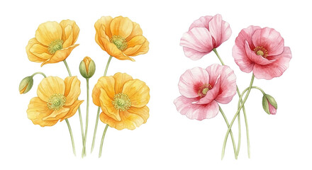Obraz premium A watercolor illustration of yellow and pink poppy flowers on a white background. An isolated bouquet of flowers suitable for botanical art, greeting cards, and decorative projects.