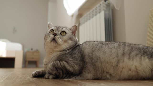 Cute Scottish Fold cat with big yellow eyes lying on the floor indoors