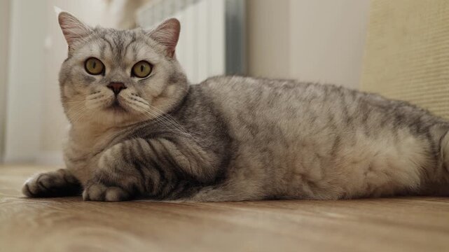 Close-up of a cute British Shorthair cat lying on a wooden floor indoors