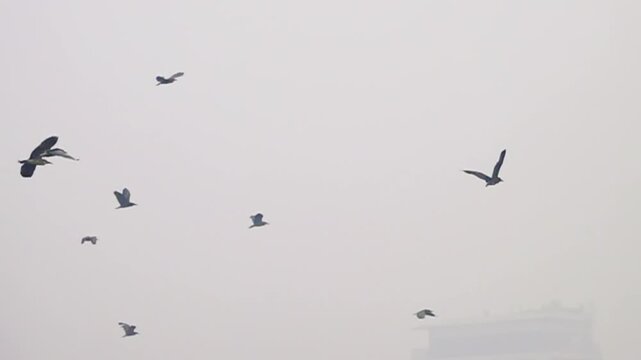 Night herons, black-crowned night-heron (Nycticorax nycticorax) fly in the fog against the background of a foggy city. Slow motion