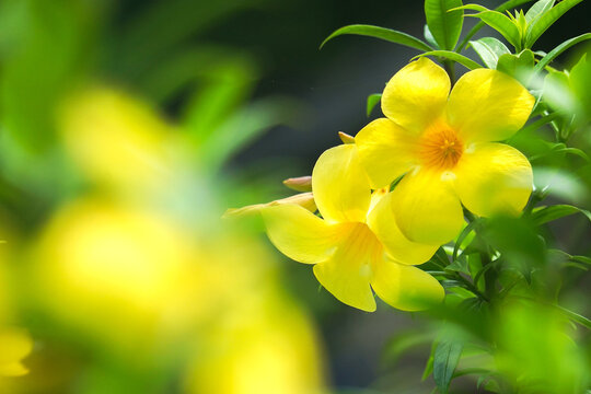 Fresh yellow flowers background of Allamanda, Common allamanda, Golden trumpet, Yellow bell (Allamanda Cathartica), green leaves and other blossom blur background.