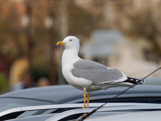 Obraz premium Goéland leucophée (Larus michahellis) perché sur une voiture en zone urbaine méditerranéenne, grand oiseau marin adapté aux environnements humains