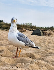 Seagull on the beach.