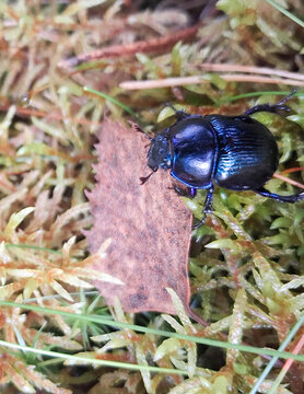 Dung beetle (Geotrupes stercorarius) close-up. Forest fauna.