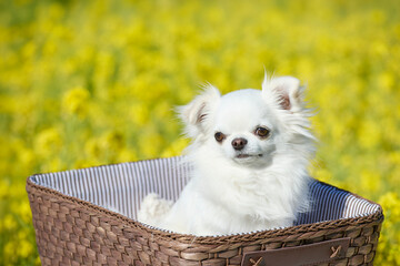 春の菜の花畑を背景にバスケットに入った白いチワワ