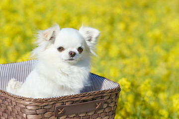 菜の花畑の前でバスケットに入る白いチワワ