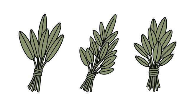 Organic Sage Line art vector modern bold abstract artwork illustration