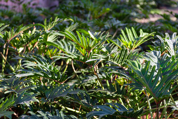 Lush Close Up Philodendron Bipinnatifidum Foliage in Natural Light Environment © sandor