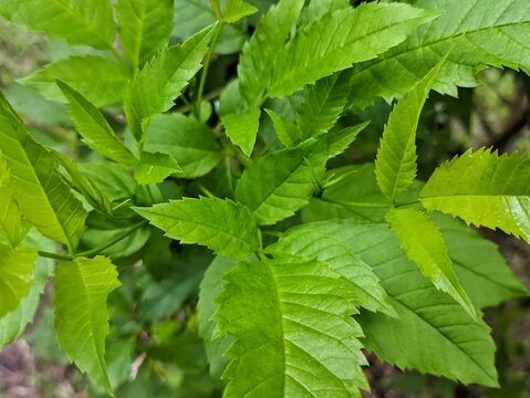 Close up of fresh green serrated leaves of Tecoma Stans plant in a garden, showing detailed texture and vibrant natural color under sunlight.
