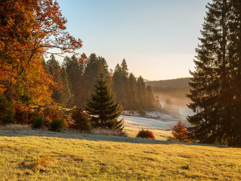 Typische Landschaft im Schwarzwald, Wiesen und W&auml;lder mit Nebel im Morgenlicht im Herbst, Baden-W&uuml;rttemberg, Deutschland