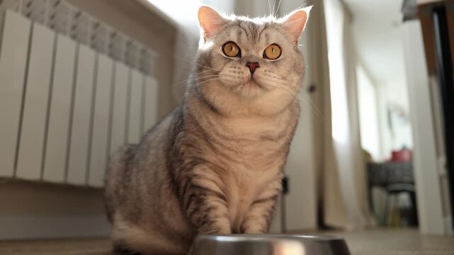 Cute British Shorthair cat with big eyes eagerly awaits food from bowl