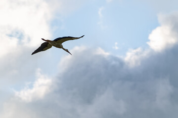 Fototapeta premium White stork soaring high in the blue sky among soft white clouds.